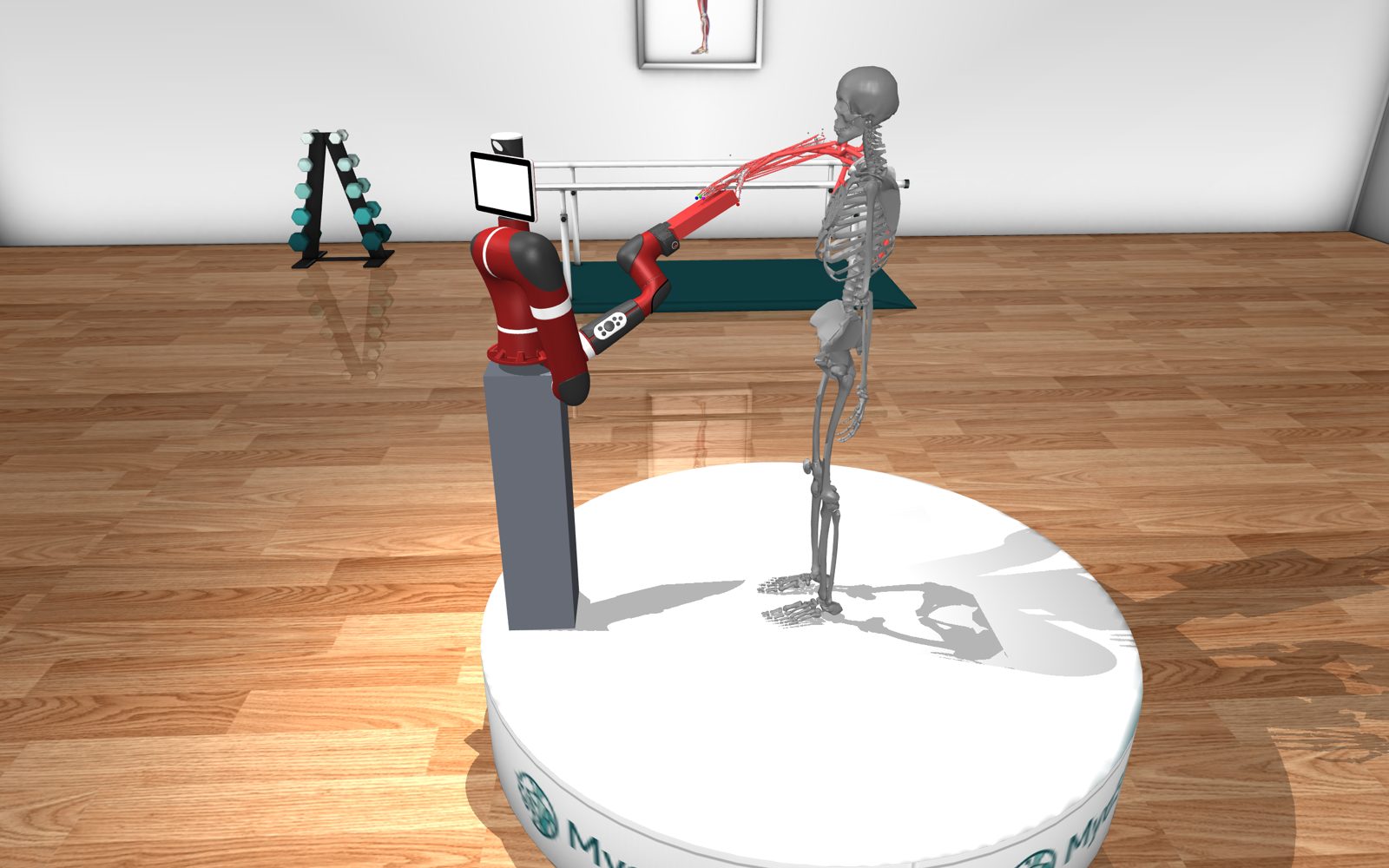 Simulated Sawyer cobot physically coupled to a musculoskeletal human model in MuJoCo
